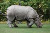 Rhino Mason Image